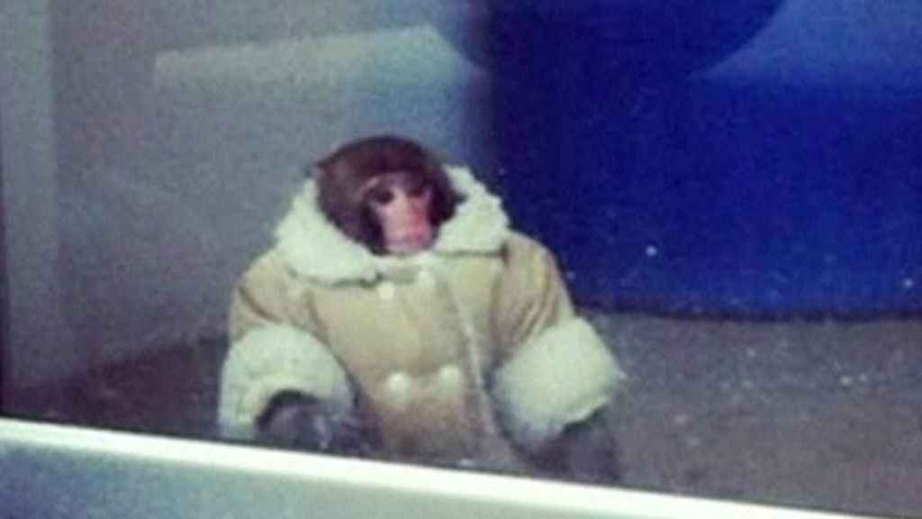 Monkey In Sheepskin Jacket On The Loose At Ikea In Toronto Bbc News