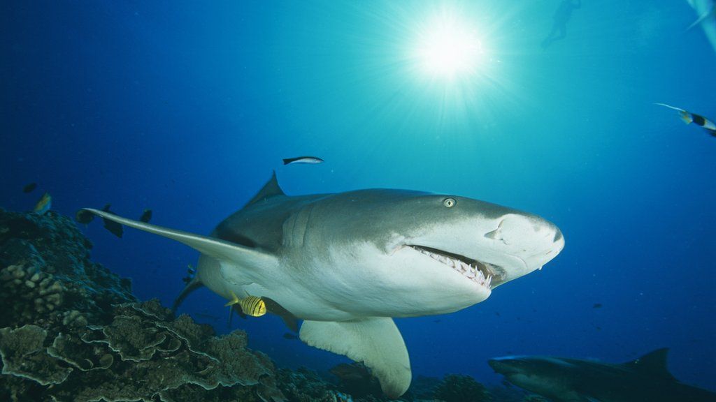 Cook Islands' shark sanctuary creates world's largest - BBC News