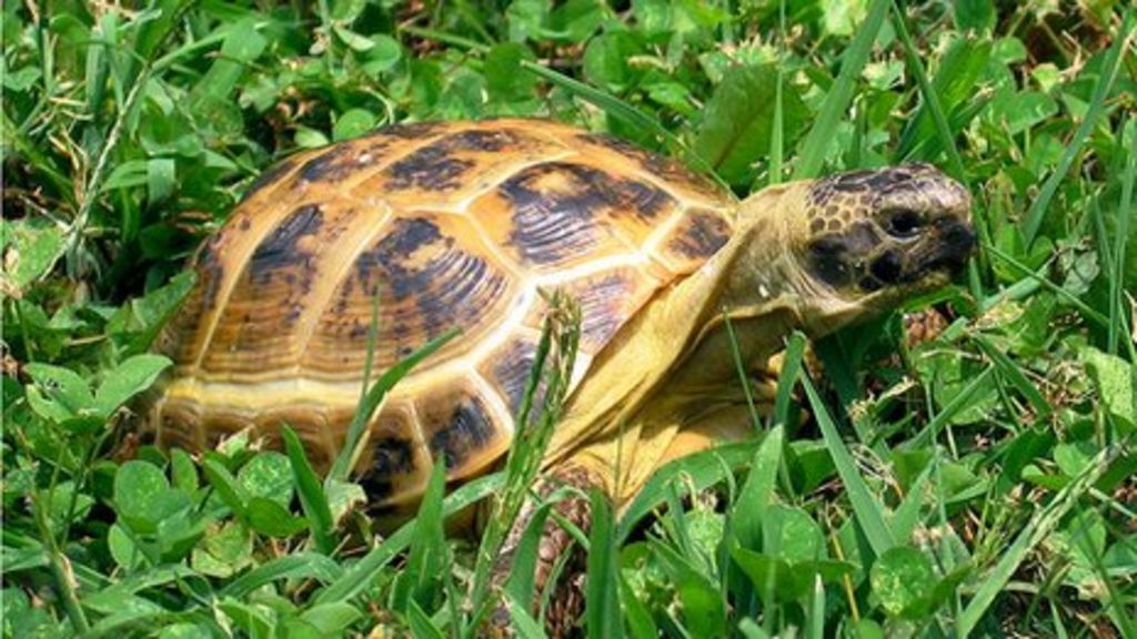 Russian Tortoise Stolen From Antrim Pet Shop Bbc News