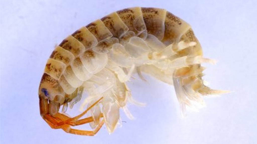 The superhero battling the killer shrimp in our waters BBC News