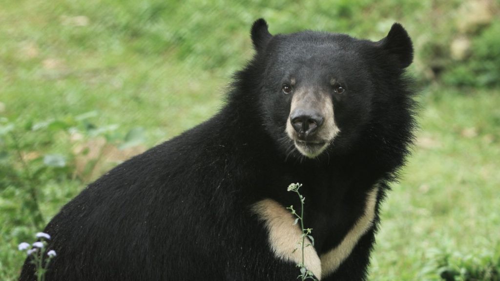 Vietnam Bear Rescue Centre faces eviction BBC News