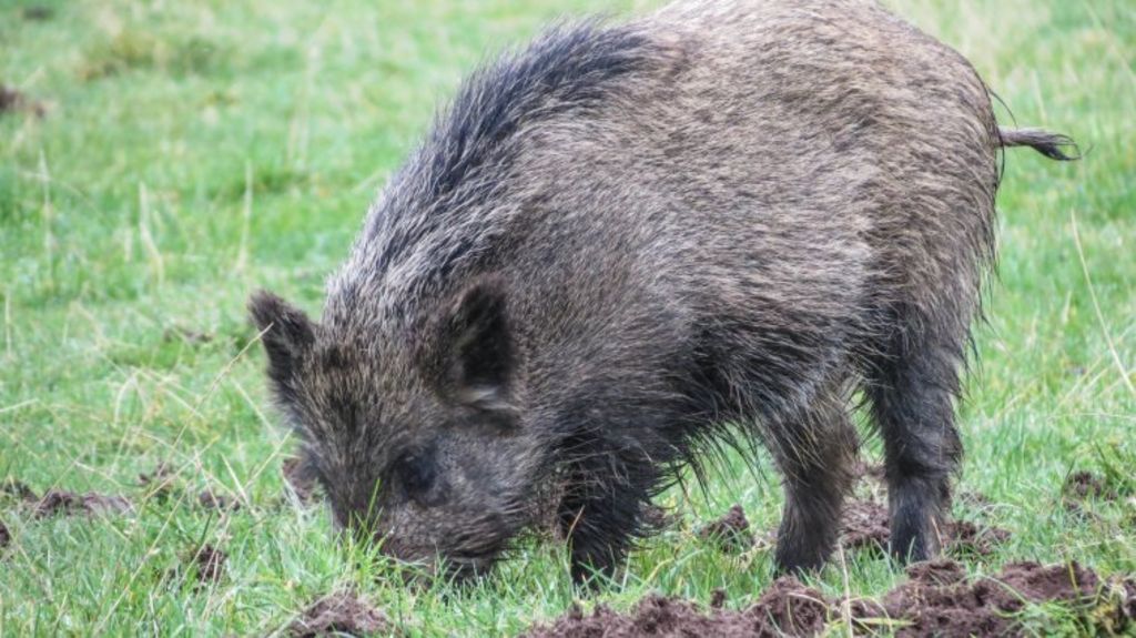 Wild boar 'spotted regularly' in north Devon - BBC News