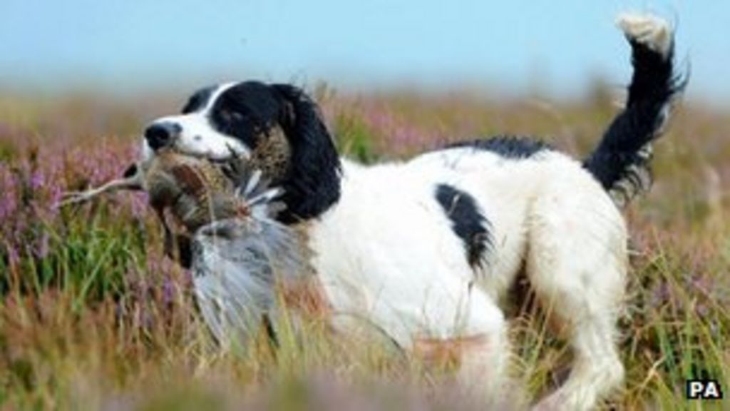 Tail docking benefits working dogs, says study BBC News