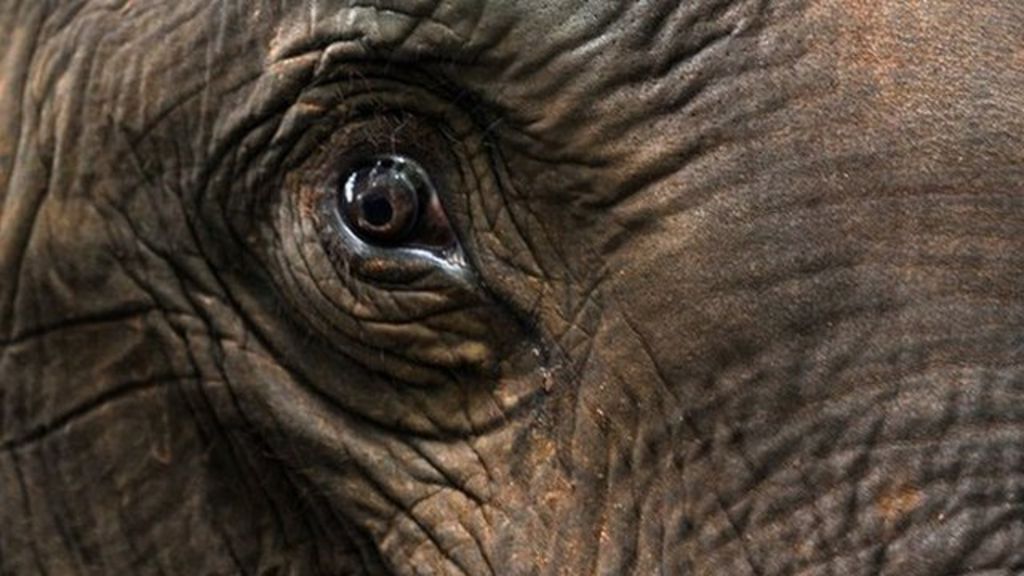 Illegal Elephant Ivory Trade Bigger Than Ever Before - BBC Newsround