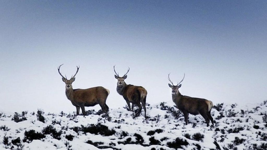 Deer costs The economics of Scotland's deer BBC News