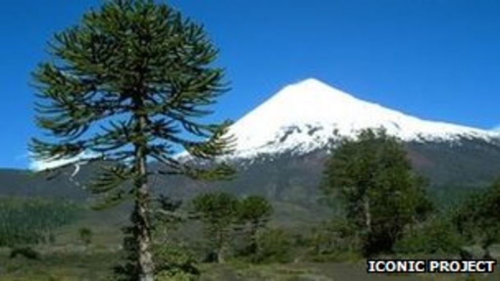 At risk Chilean trees to get safe havens in Perthshire BBC News