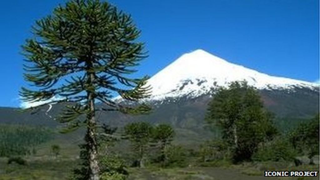 At risk Chilean trees to get safe havens in Perthshire BBC News