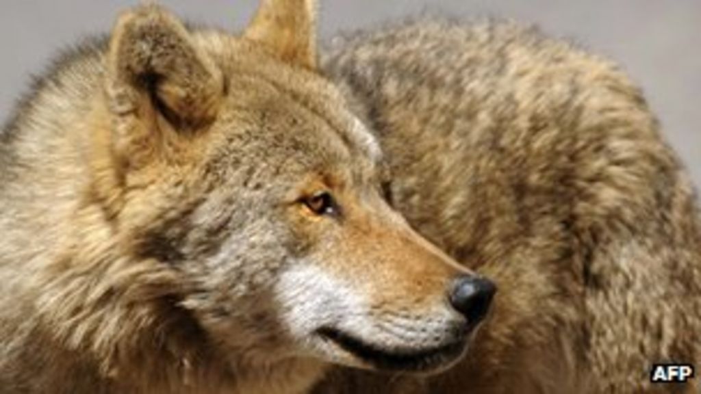 Russia Raids by wolves spark 'emergency' in Sakha BBC News