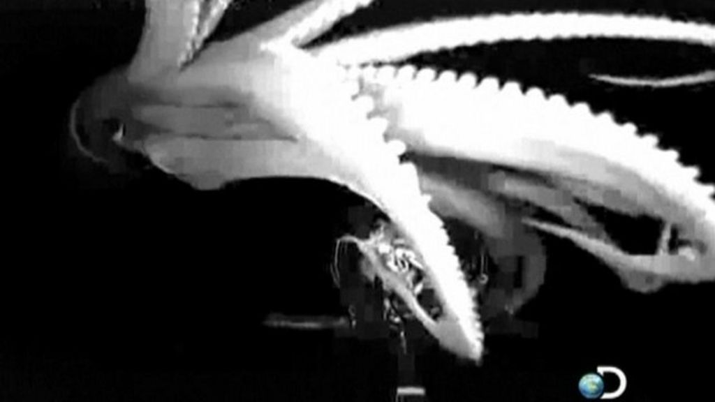 Giant squid filmed in natural habitat - BBC News