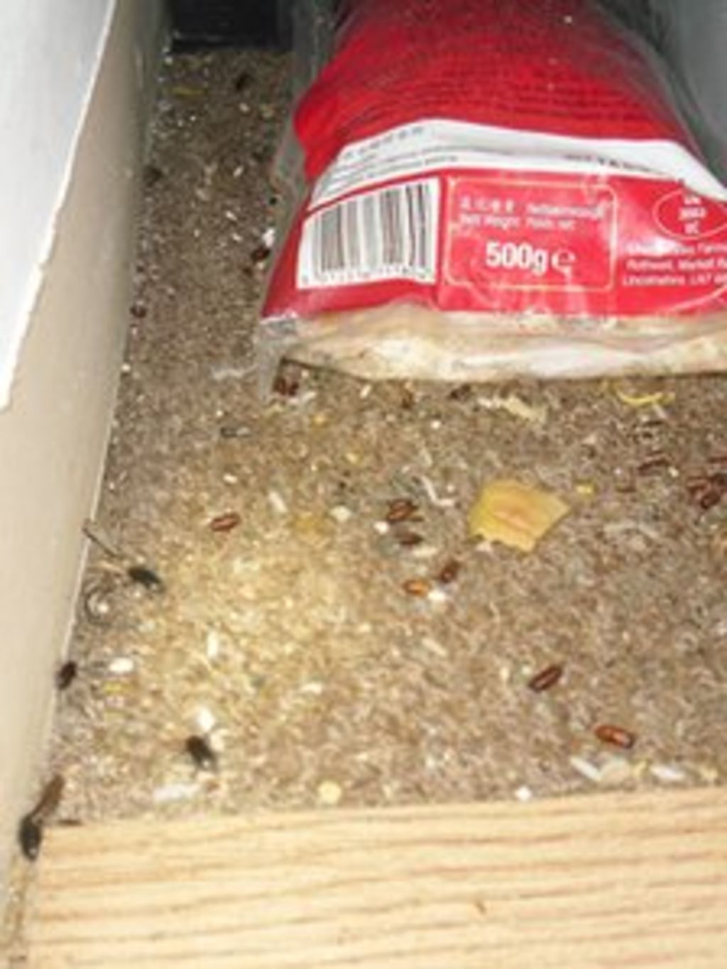 Restaurant fined for beetles find