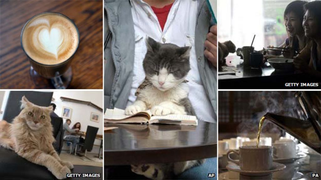  Cat  cafe  purrfect for petless Londoners BBC News
