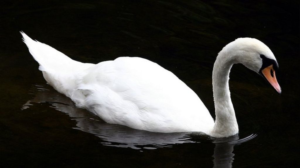 Swan body parts found along Lincoln canal BBC News