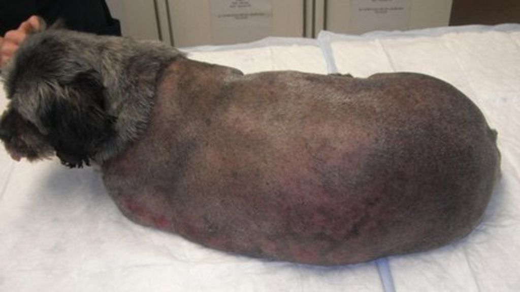 Essex owner calls for licensing after dog's burns death BBC News