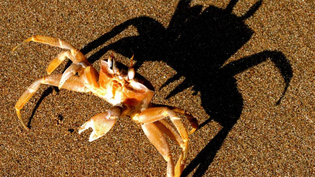 Further evidence crabs and other crustaceans feel pain BBC News
