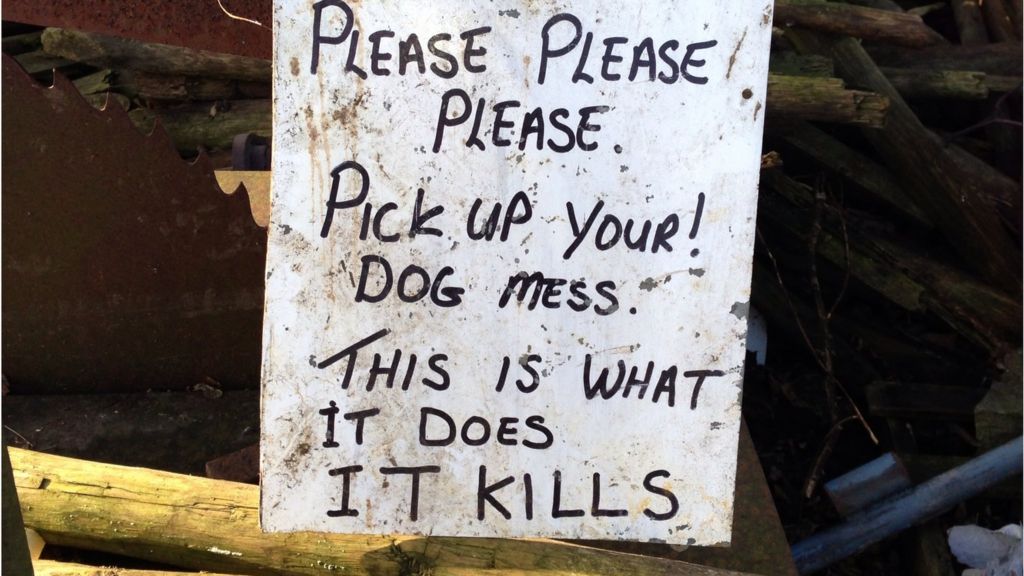 Somerset farmer blames dog mess for causing cows to abort BBC News