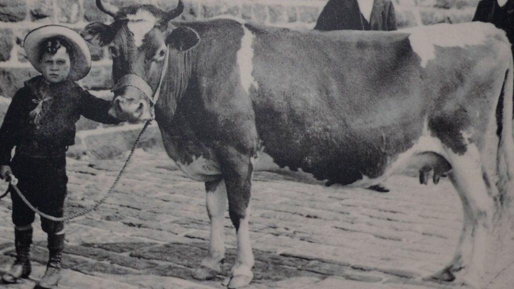 Alderney Cow The Breed Jerseys And Guernseys Overshadowed Bbc News