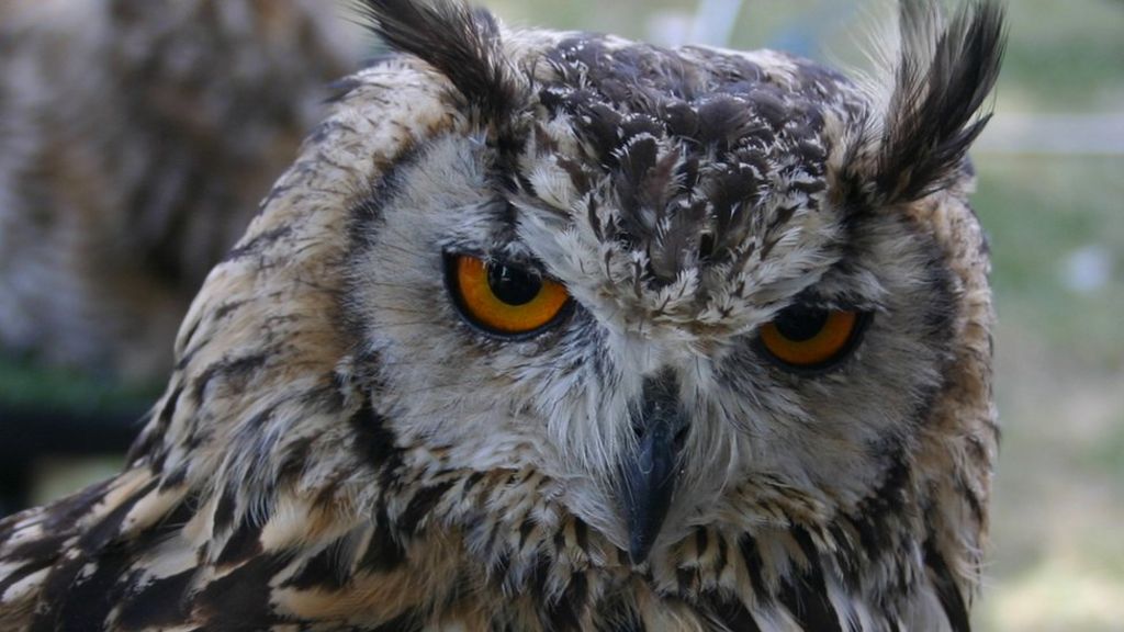 how-owls-swivel-their-heads-bbc-news
