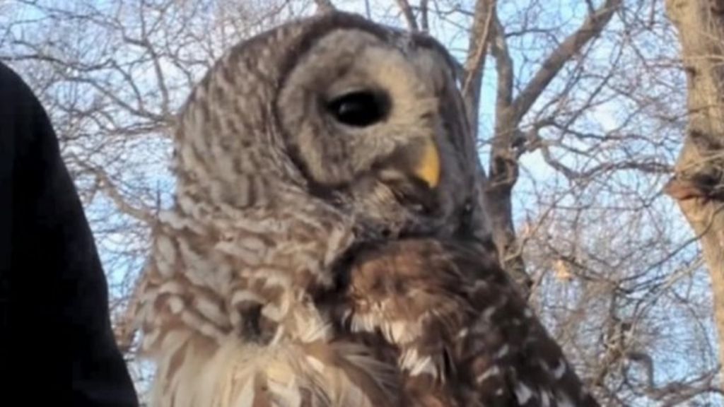 How Owls Swivel Their Heads How Owls Swivel Their Heads
