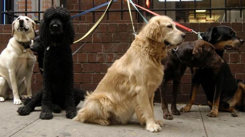 dogs-in-england-must-be-microchipped-from-2016-bbc-news