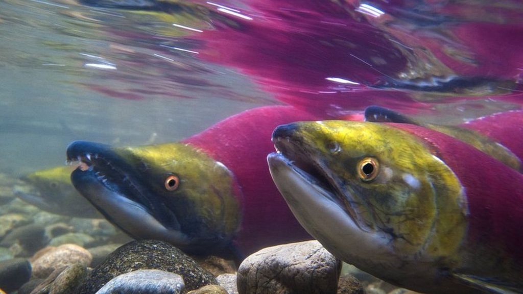 Sockeye salmon 'sense field of home' BBC News