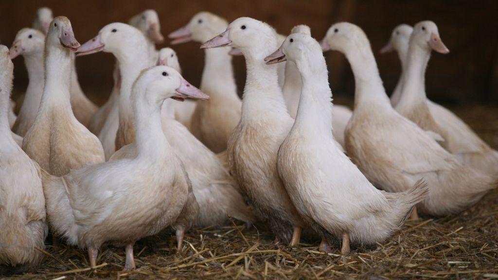 Gressingham Foods axes 90 jobs at Suffolk duck plant BBC News