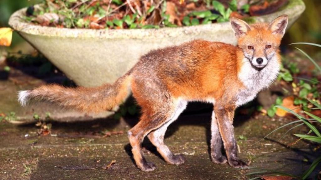 'Foxes a big problem,' says Bromley councillor BBC News