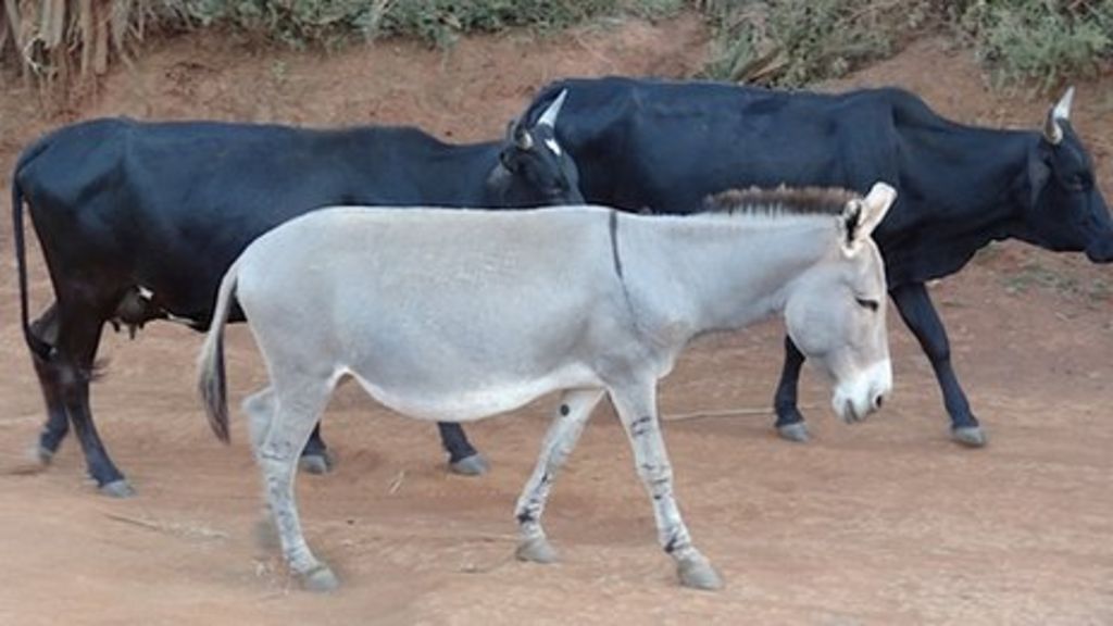 South Africa study finds donkey meat sold as beef BBC News