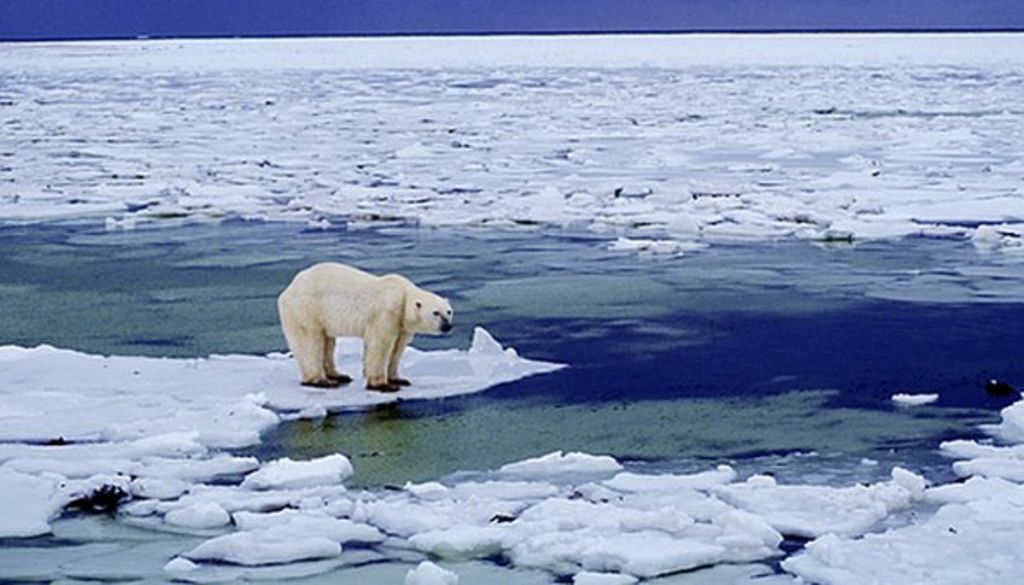 Close encounters with polar bears - BBC News