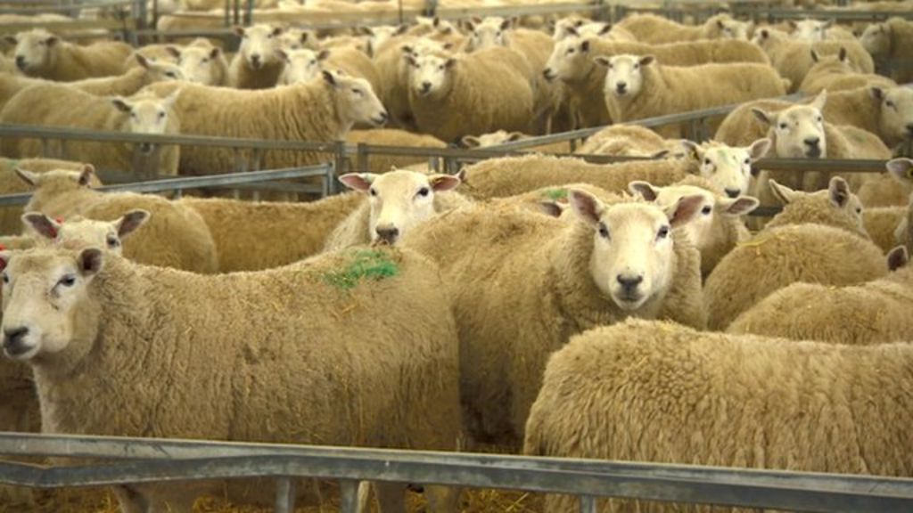 Lambing season to reveal Schmallenberg disease extent - BBC News