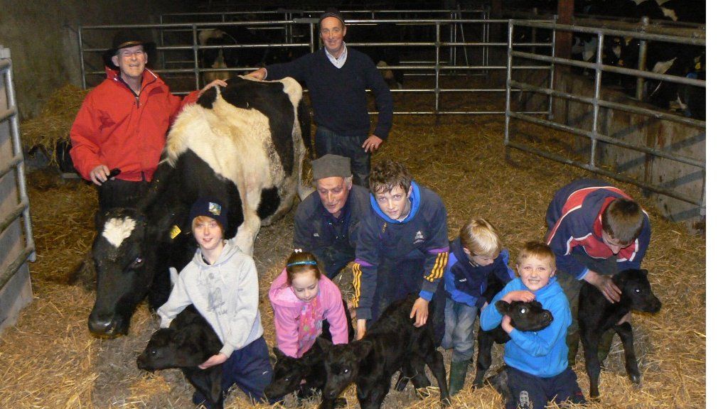 Record Breaker Mother Of All Cows Gives Birth To 16 Calves Bbc News