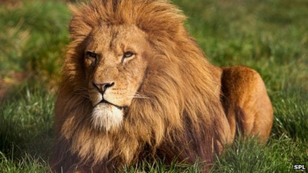 Fencing off wild lions from humans 'could save them' - BBC News