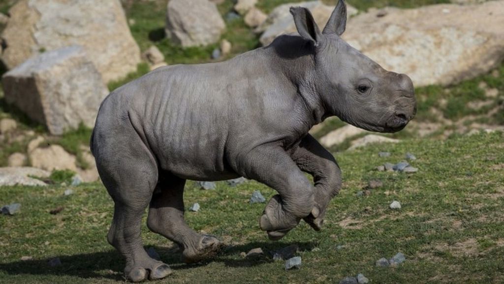 Rare baby rhino makes debuts at US safari park - BBC News