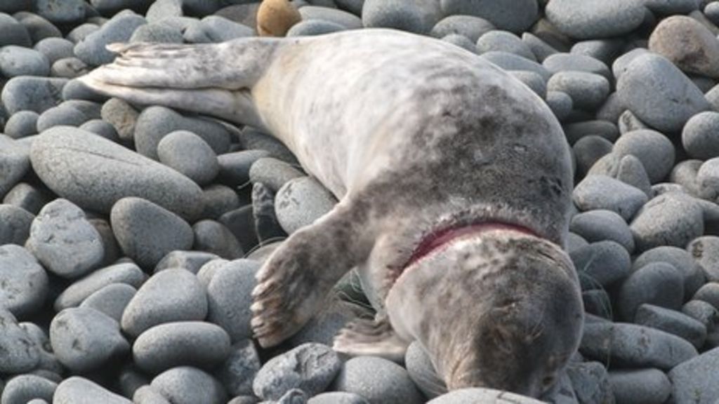 Seal caught in fishing line for 10 days on Isle of May BBC News