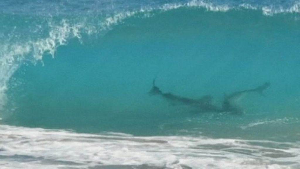 Thousands of sharks force Florida beach closures BBC News