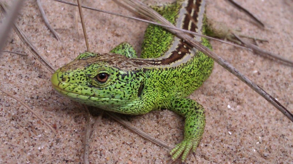 Partnership protects sand lizard at Prestatyn beaches BBC News