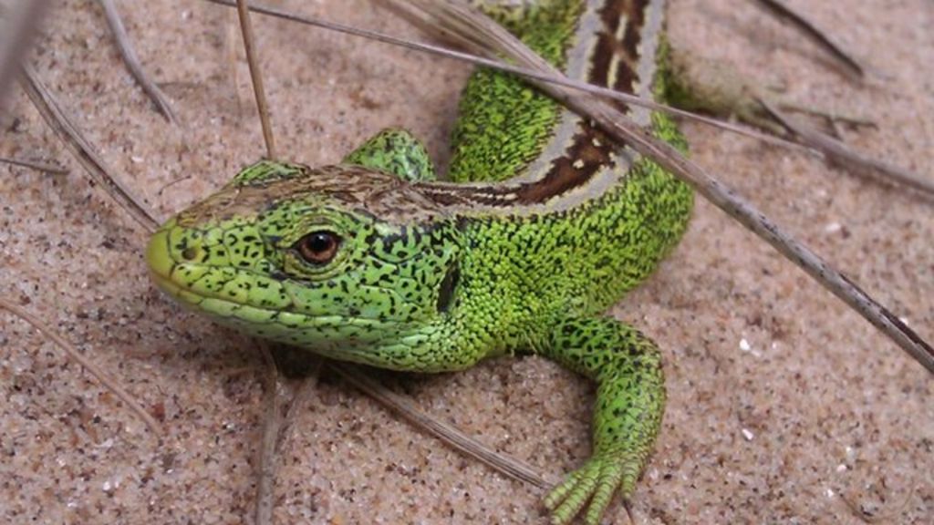 Partnership protects sand lizard at Prestatyn beaches BBC News