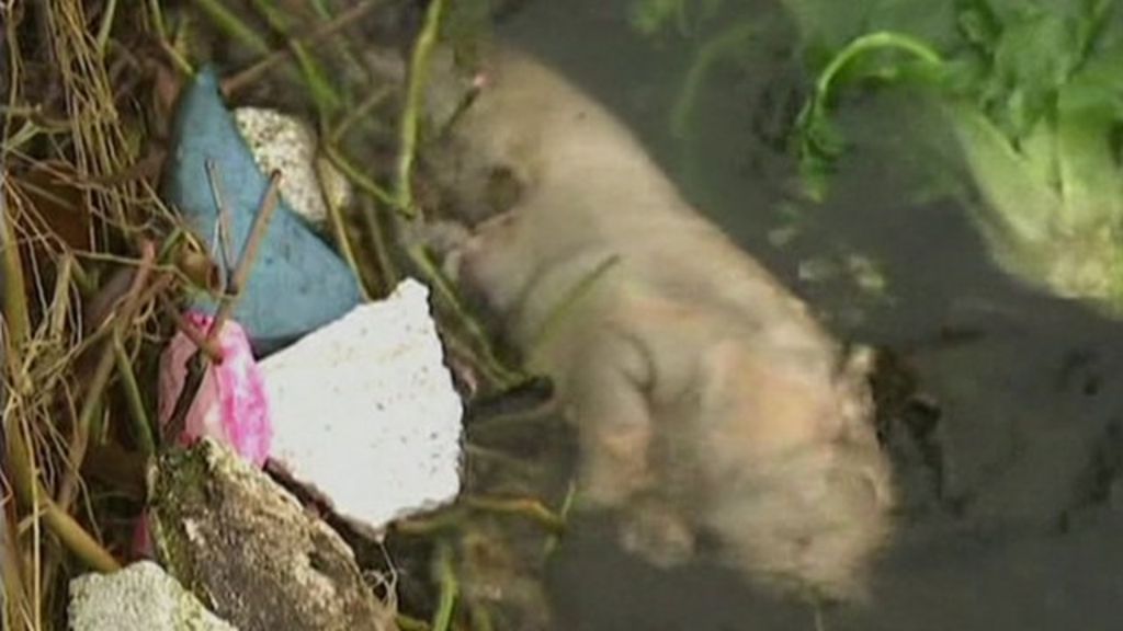 Dead pigs dumped in Chinese river 'a daily occurrence' - BBC News