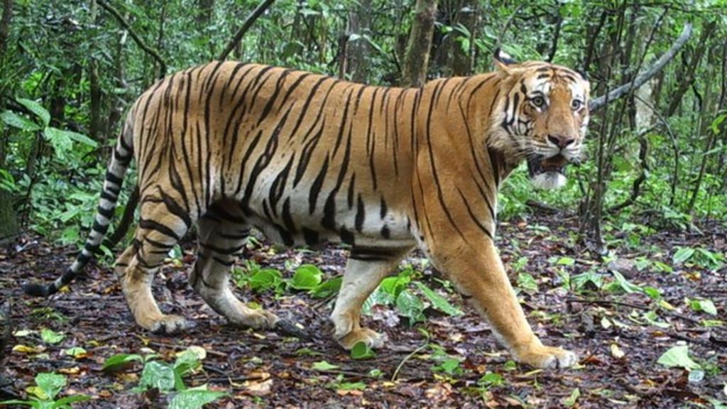 Deadly poison threat to tigers BBC News