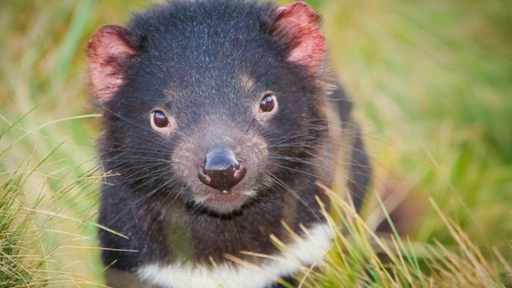 Tasmanian devil cancer vaccine 'a step closer' - BBC News