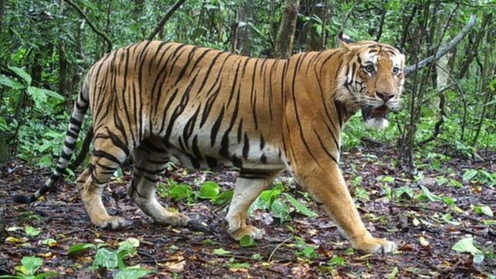 Image result for The body of a tiger