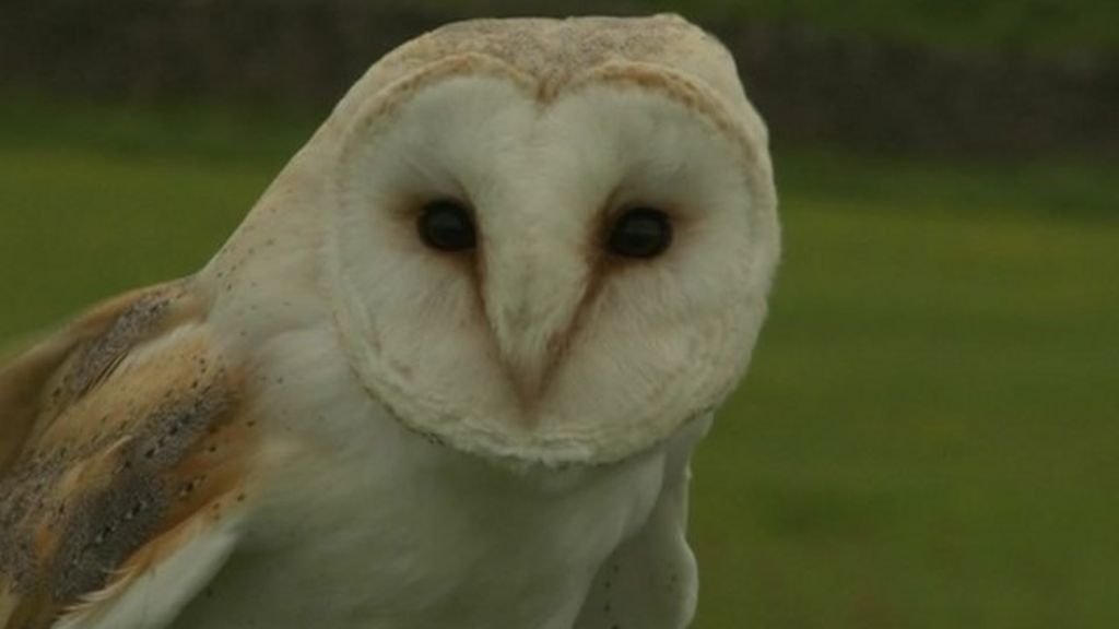 Former Pit Near Barnsley Home To Five Owl Species Bbc News