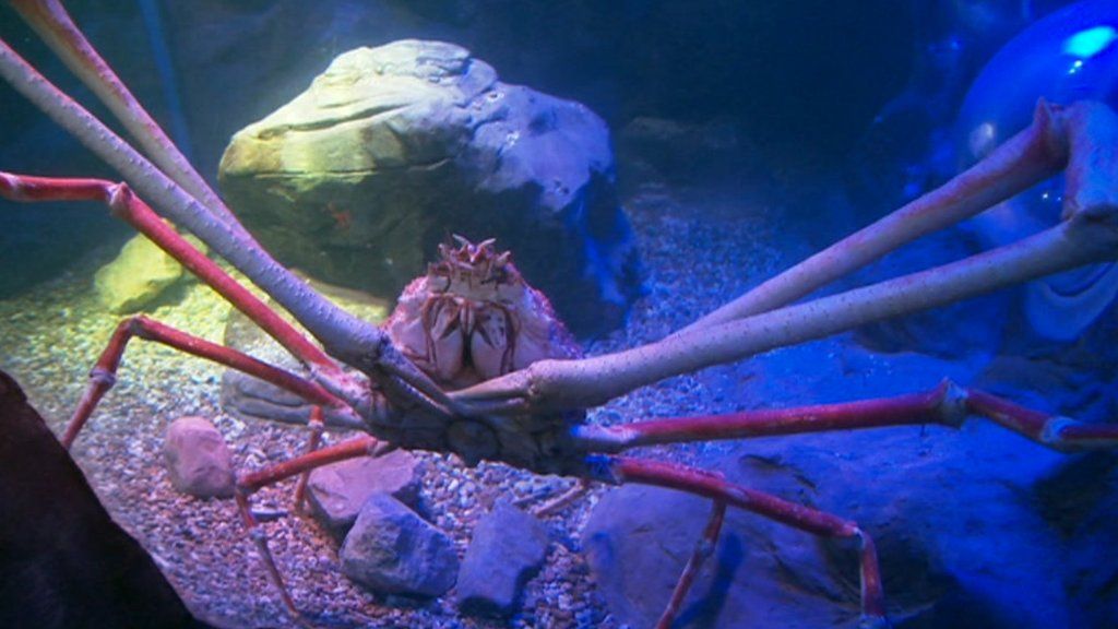 Giant spider crab comes to Blackpool BBC News