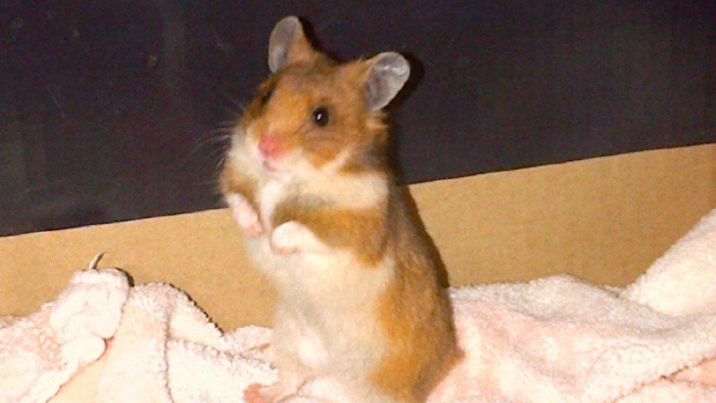 Hamster found during blizzard on Edinburgh street - BBC News