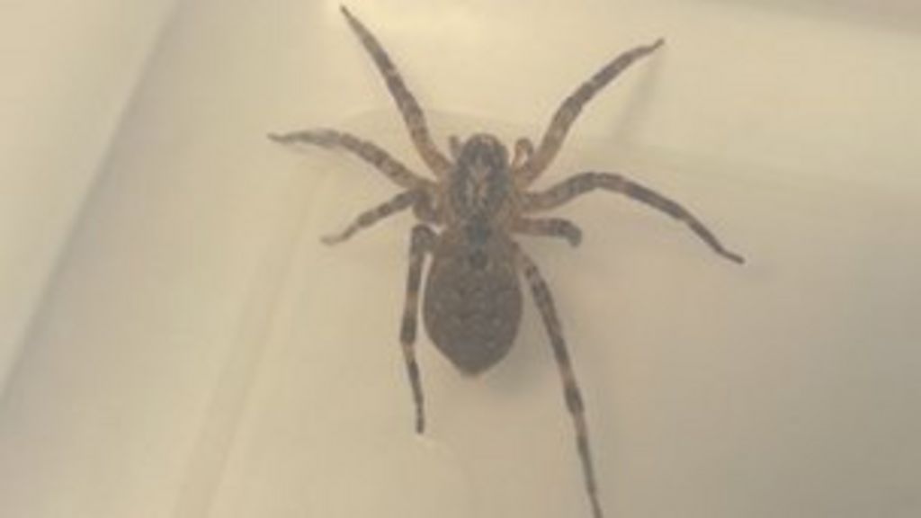 Exotic spider found in Fife fridge BBC News