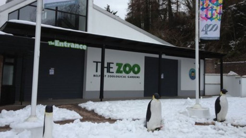 Belfast Zoo likely to remain closed over Easter due to snow BBC News