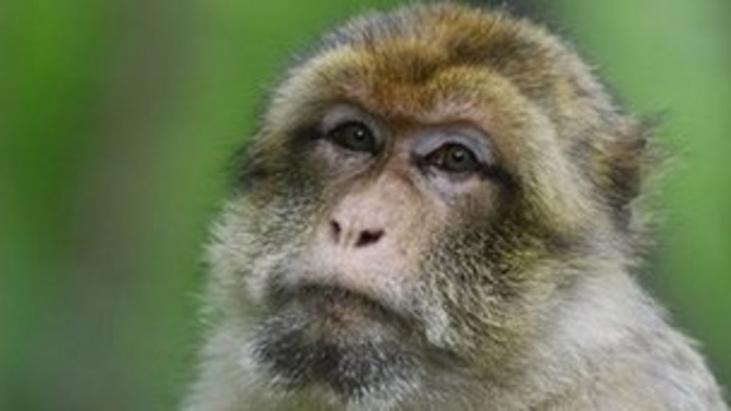 Monkey study helps explain stress of 'middle managers' - BBC News