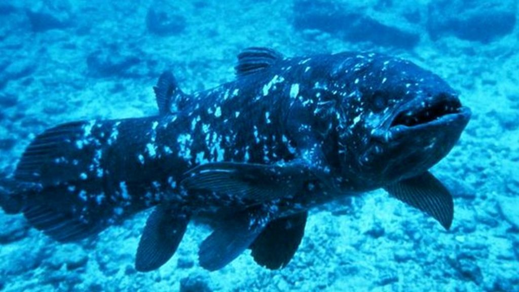 'Living Fossil' Coelacanth Genome Sequenced - BBC News