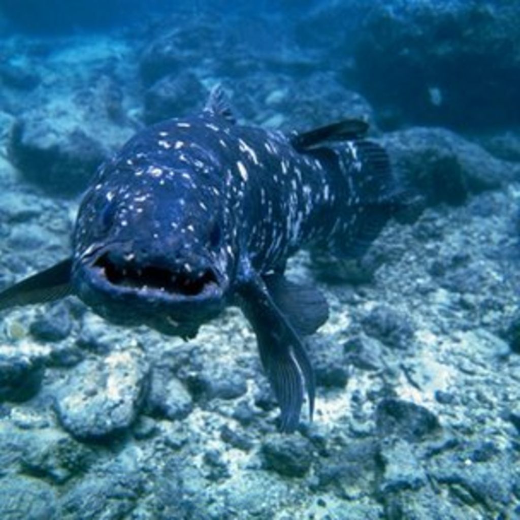 'Living fossil' coelacanth genome sequenced - BBC News