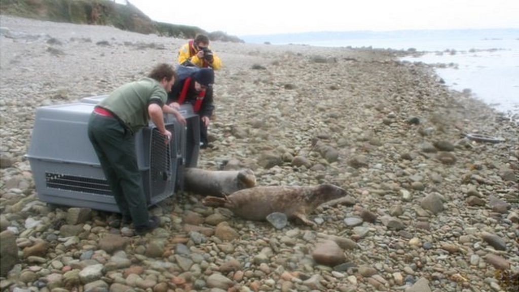 Seal pups released back into wild by Guernsey animal shelter BBC News