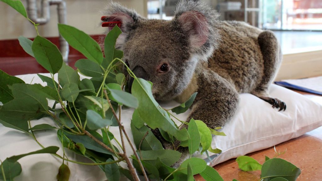 Koala chlamydia: The STD threatening an Australian icon - BBC News